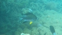 Amblyglyphidodon leucogaster