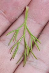 Artemisia morrisonensis