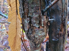 Cryphonectria parasitica