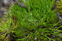 Artemisia morrisonensis