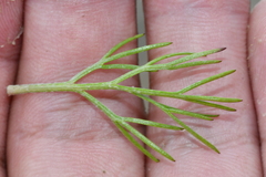 Artemisia morrisonensis