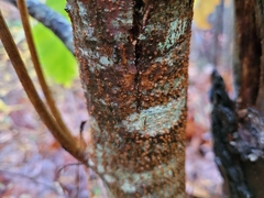 Cryphonectria parasitica