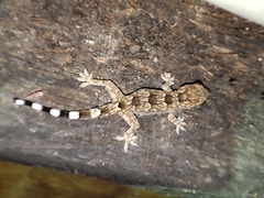 Hemidactylus leschenaultii