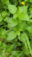 Ageratum houstonianum