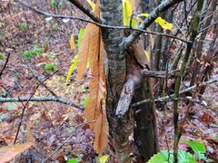 Cryphonectria parasitica