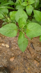 Ageratum houstonianum