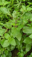 Ageratum houstonianum