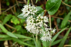 Eupatorium hualienense