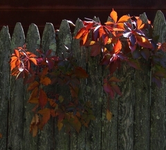 Parthenocissus quinquefolia