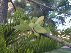 Psittacanthus schiedeanus