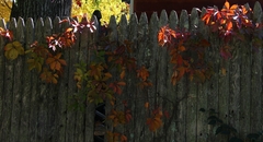 Parthenocissus quinquefolia