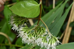 Eupatorium hualienense