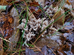 Clavulina cinerea