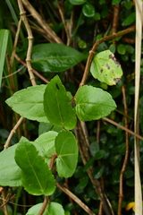 Eupatorium hualienense