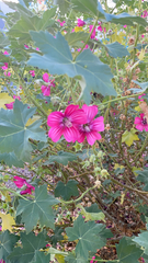 Malva assurgentiflora