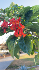 Iochroma