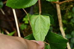 Eupatorium hualienense