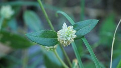 Gomphrena serrata
