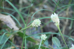Gomphrena serrata