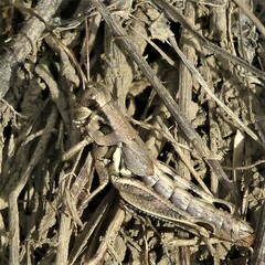 Melanoplus ponderosus