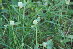 Gomphrena serrata