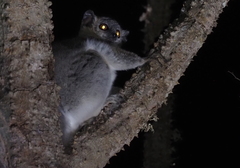 Lepilemur leucopus