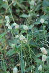 Gomphrena serrata