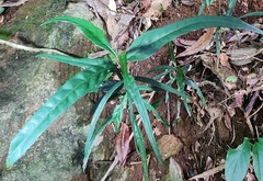 Machilus