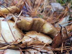 Suillus placidus