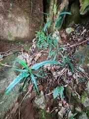 Machilus