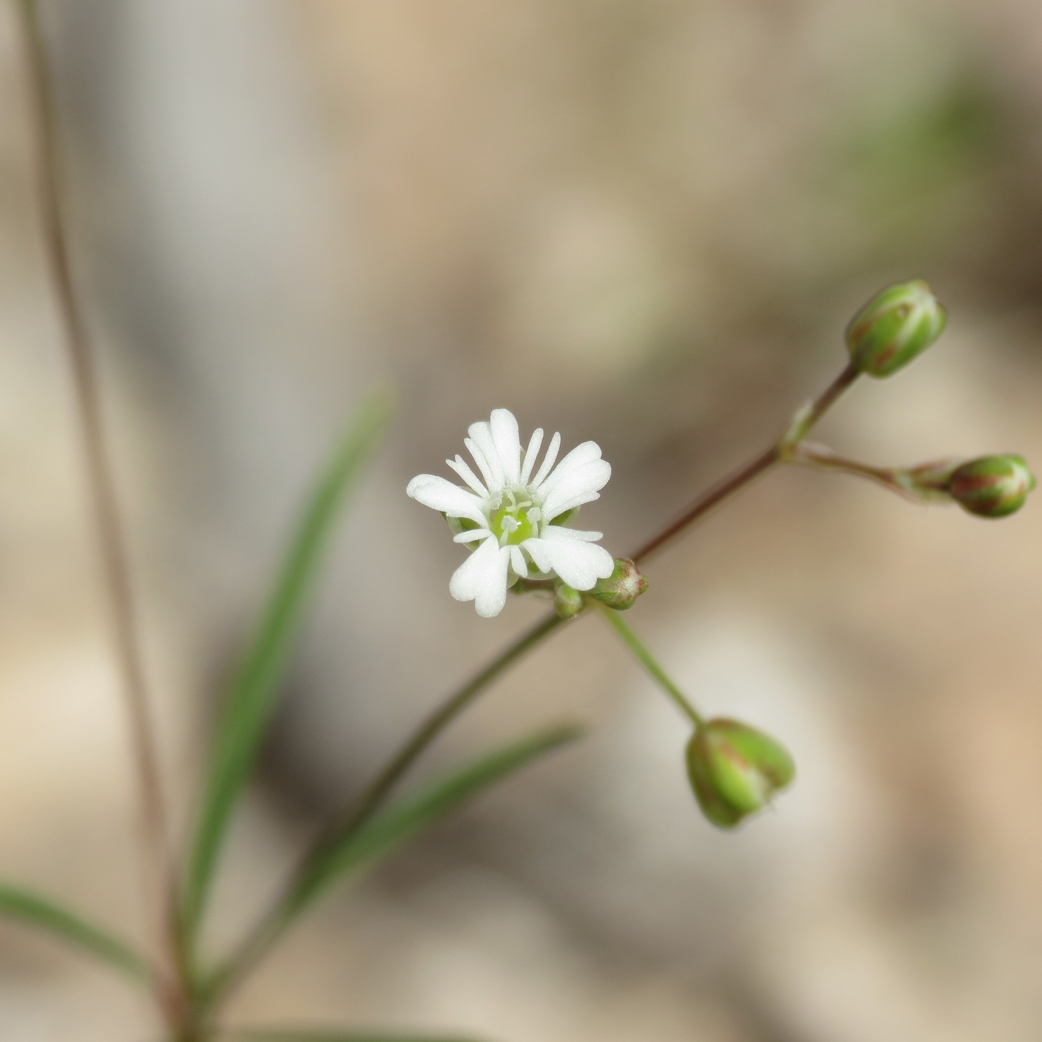 Drymaria molluginea