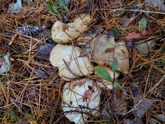 Suillus placidus