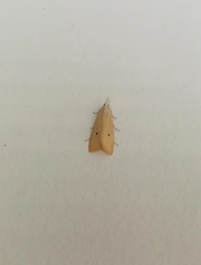 Scirpophaga incertulas