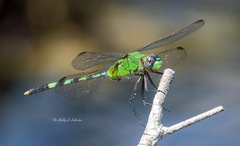 Erythemis vesiculosa
