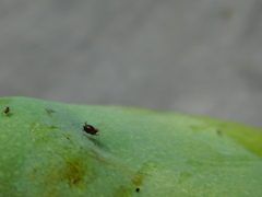 Aphis craccivora