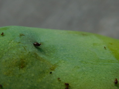 Aphis craccivora