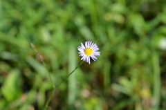 Symphyotrichum subulatum elongatum