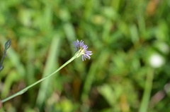 Symphyotrichum subulatum elongatum