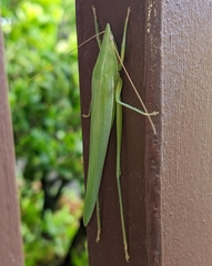 Euconocephalus nasutus