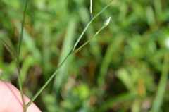 Symphyotrichum subulatum elongatum