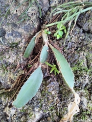 Selenicereus ocamponis