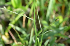 Symphyotrichum subulatum elongatum