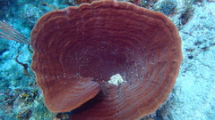Cribrochalina vasculum