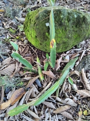 Selenicereus ocamponis