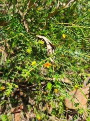 Pultenaea spinosa