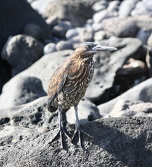 Butorides striata sundevalli