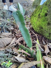 Selenicereus ocamponis