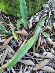 Selenicereus ocamponis