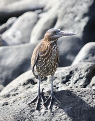 Butorides striata sundevalli