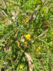 Pultenaea spinosa